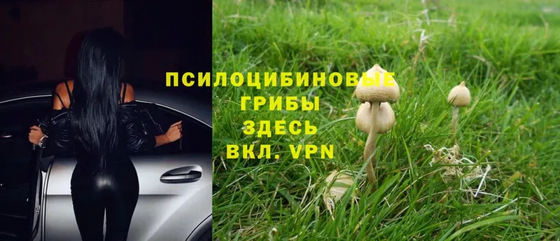 Псилоцибиновые грибы Psilocybine cubensis  Валдай 